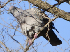 Patagioenas maculosa