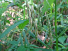 Bromus latiglumis