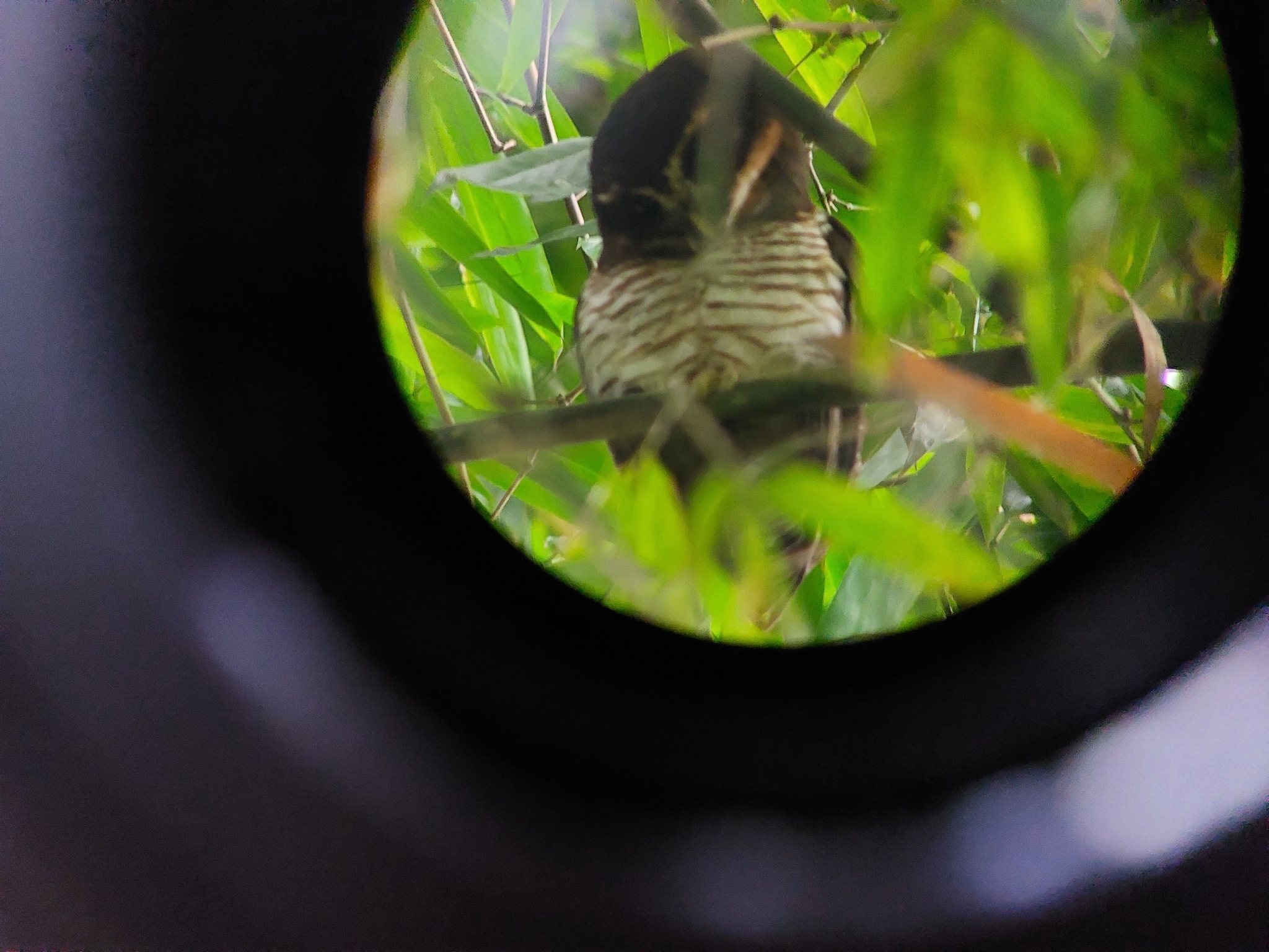Band-bellied Owl (Pulsatrix melanota), photo 4