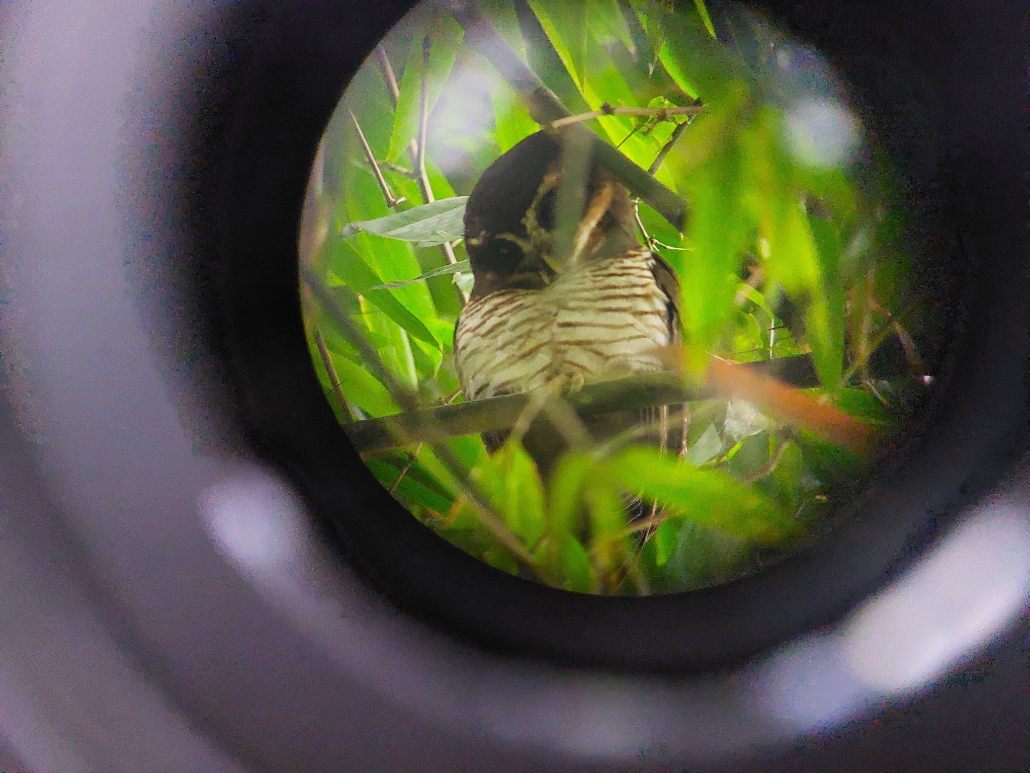 Band-bellied Owl (Pulsatrix melanota), photo 5