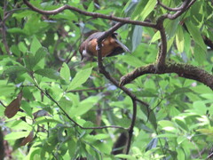 Pterorhinus albogularis