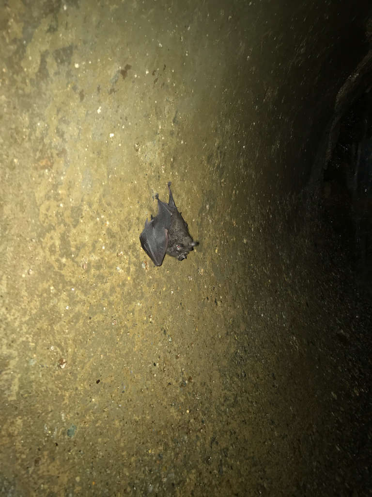 Lesser Wooly Horseshoe Bat