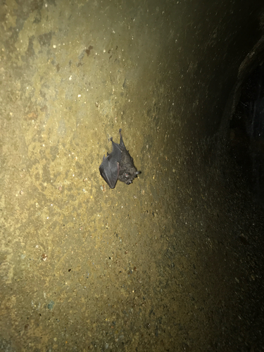 Lesser Wooly Horseshoe Bat