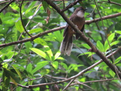 Pterorhinus albogularis