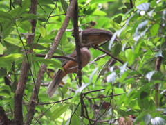 Pterorhinus albogularis