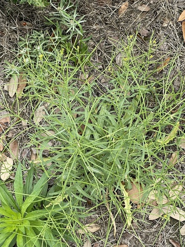 Erysimum repandum iNat (2)