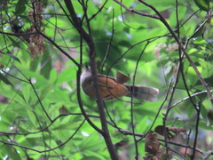 Pterorhinus albogularis