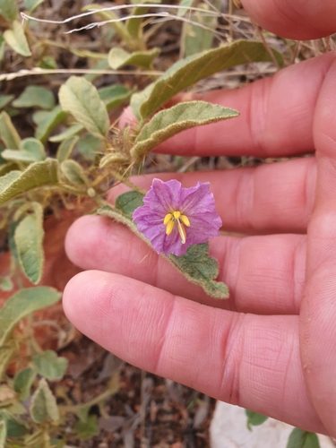 Image of Solanum centrale by (c) maxark, some rights reserved (CC BY)
