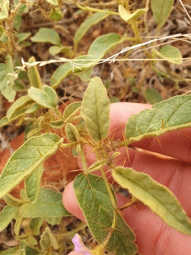 Image of Solanum centrale by (c) maxark, some rights reserved (CC BY)