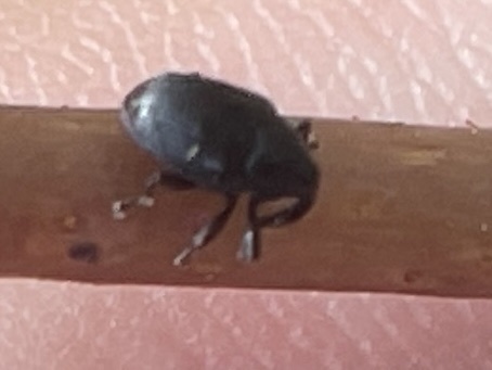 Stethobaris commixta