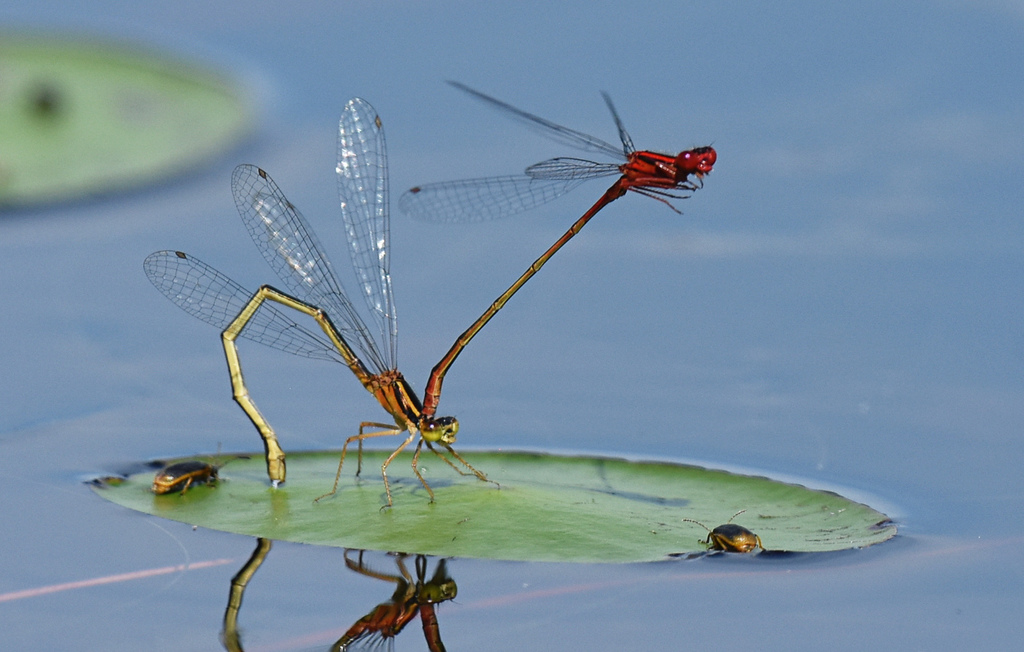 Scarlet Bluet
