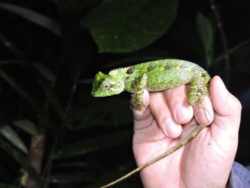 Gonocephalus chamaeleontinus