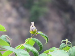 Phylloscopus xanthoschistos