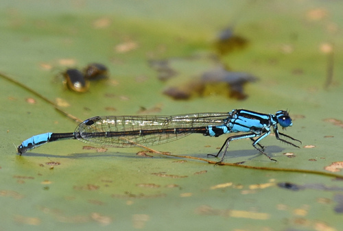 Lilypad Forktail