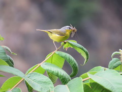 Phylloscopus xanthoschistos