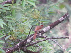 Grammatoptila striata