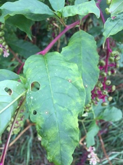 Pokeweed mosaic virus