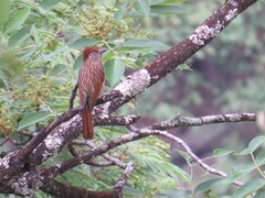 Grammatoptila striata