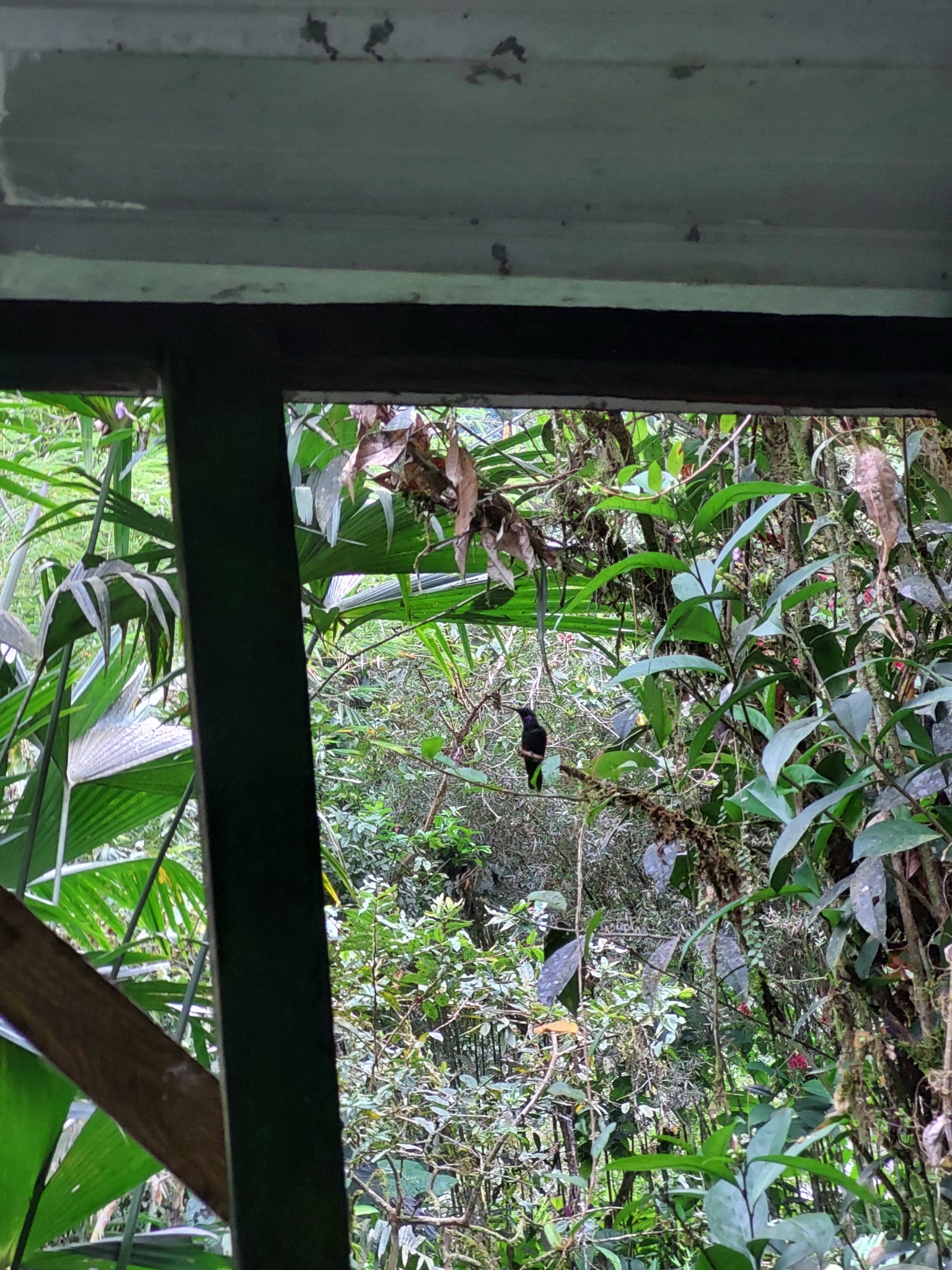 Black-throated Brilliant (Heliodoxa schreibersii), photo 1