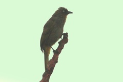Pale-Eyed Bulbul photo 4