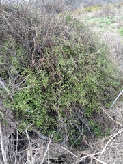 Urtica perconfusa