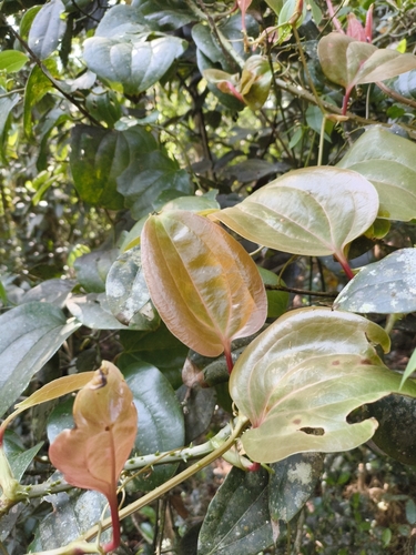 Smilax wightii