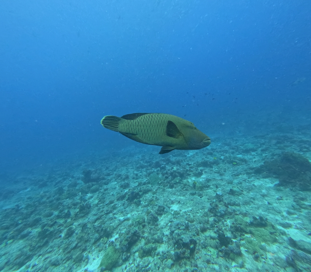 Humphead wrasse in open blue water