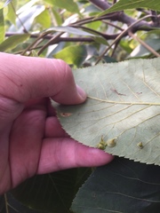 Caryomyia sanguinolenta