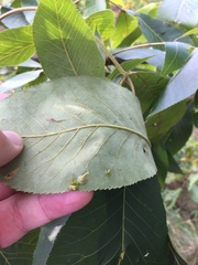 Caryomyia sanguinolenta