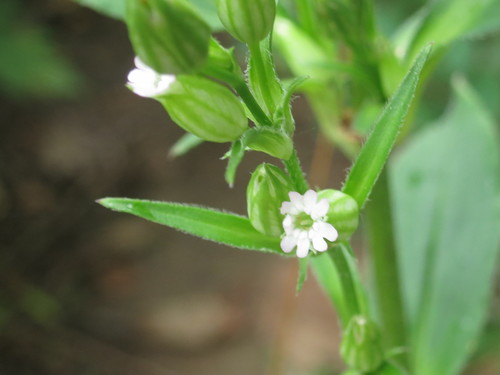 Image of Silene firma by (c) Repina Tatyana, some rights reserved (CC BY)