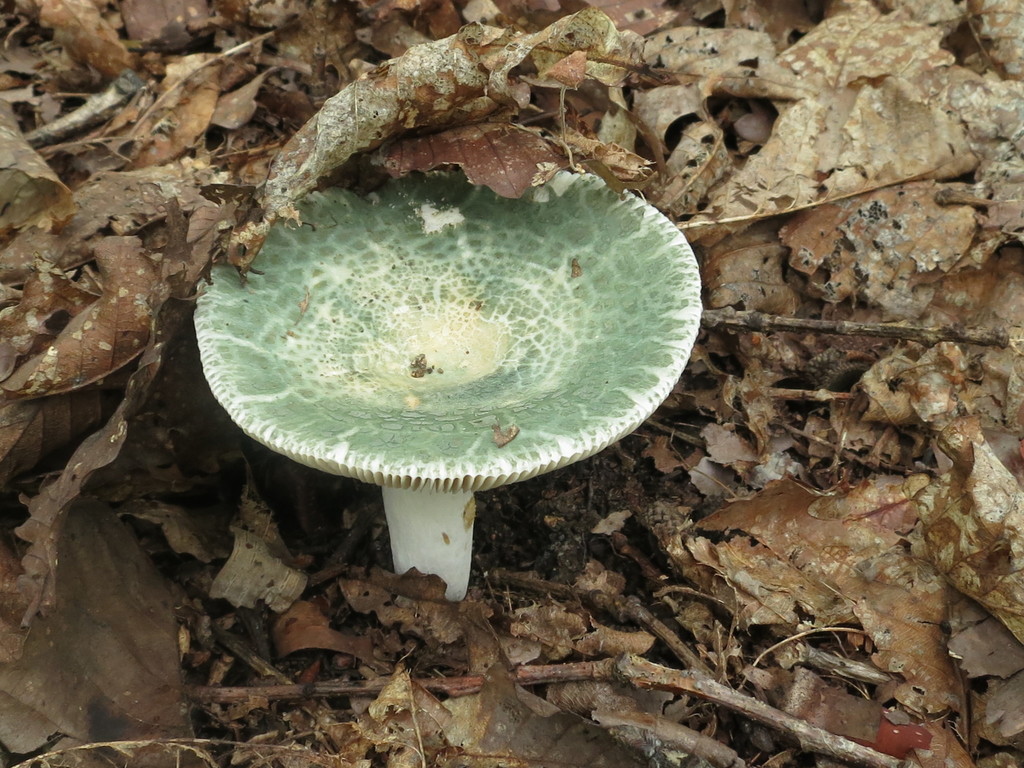Russula virescens