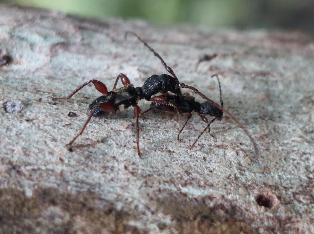 Epropetes howdenorum