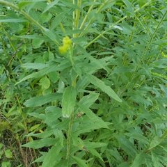 Solidago canadensis hargeri