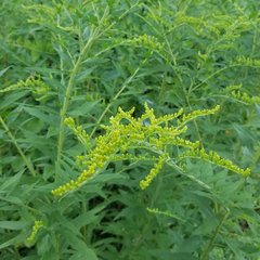 Solidago canadensis hargeri