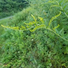 Solidago canadensis hargeri