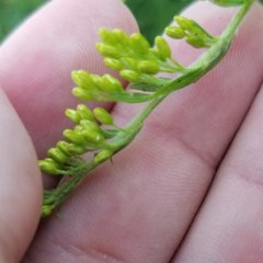 Solidago canadensis hargeri