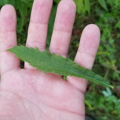 Solidago canadensis hargeri