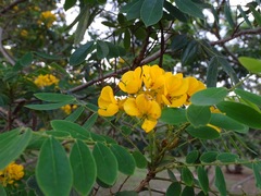 Senna racemosa