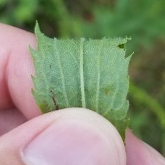 Solidago canadensis hargeri