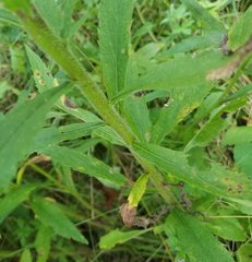 Solidago canadensis hargeri