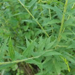 Solidago canadensis hargeri