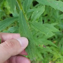 Solidago canadensis hargeri
