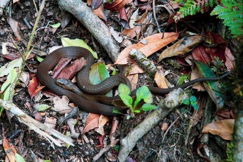 H’mong keelback