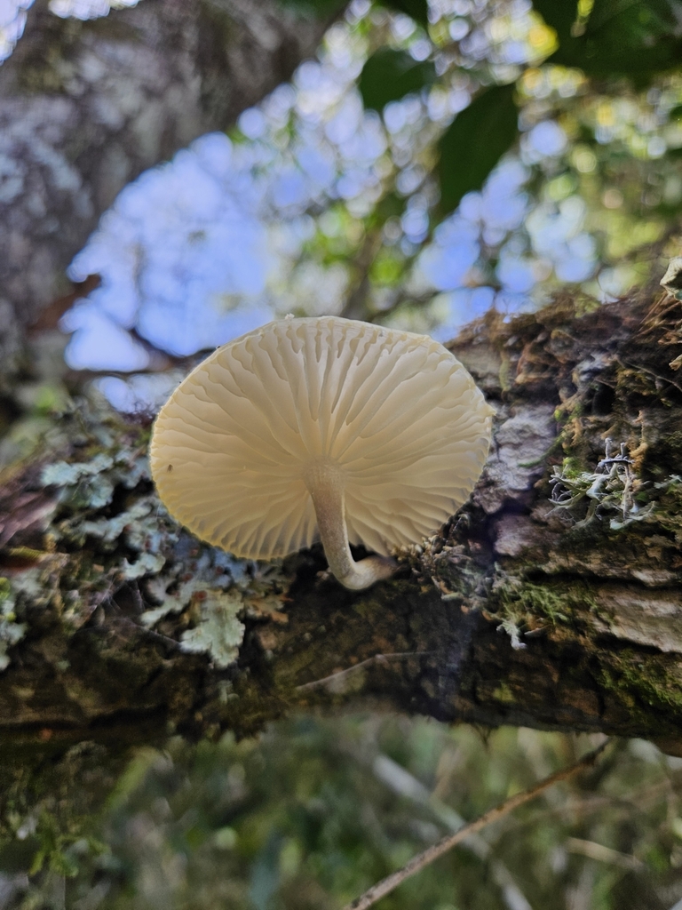 Oudemansiella platensis · April 2025 · photo: © eduardots_ (iNaturalist, cc-by)