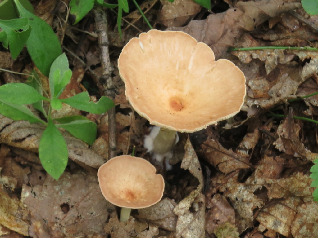 Infundibulicybe gibba · August 2019 · photo: © repta (iNaturalist, cc-by)
