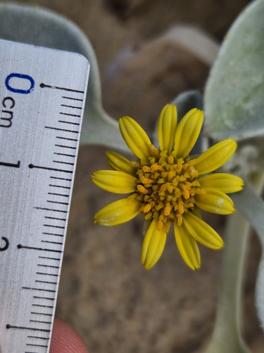Image of Arctotheca populifolia by no rights reserved