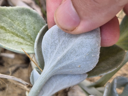 Image of Arctotheca populifolia by no rights reserved