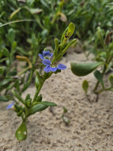 Image of Dune Fan-Flower (Scaevola calendulacea) by no rights reserved