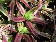 Tradescantia spathacea image