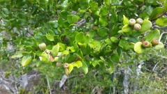 Leptolaena pauciflora